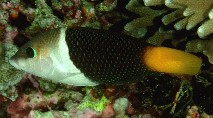 Half & Half Wrasse (Hemigymnus melapterus)