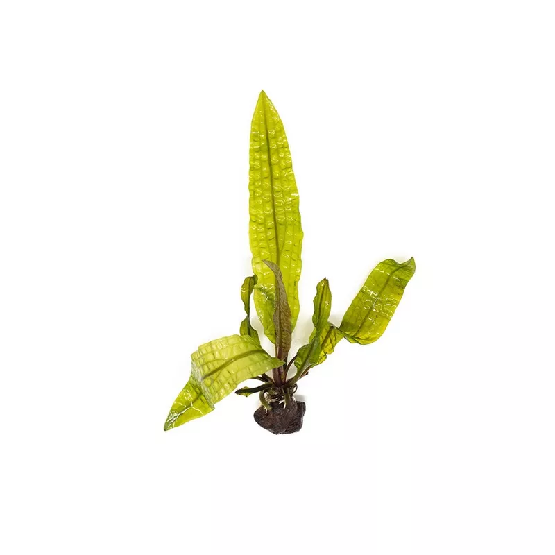 Hammer Leaf Bulb (Aponogeton bolivinianus)