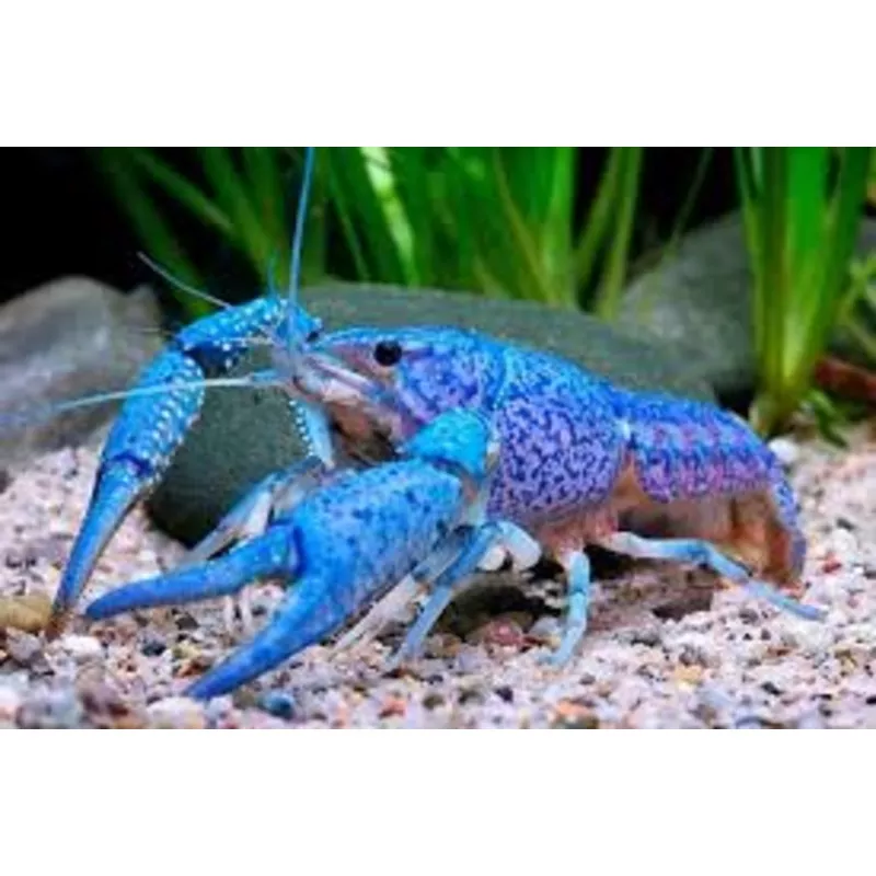 Hammer’s Cobalt Lobster (Electric Blue)