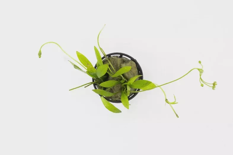 Helanthium Quadricostatus (Echinodorus) — Tissue Culture