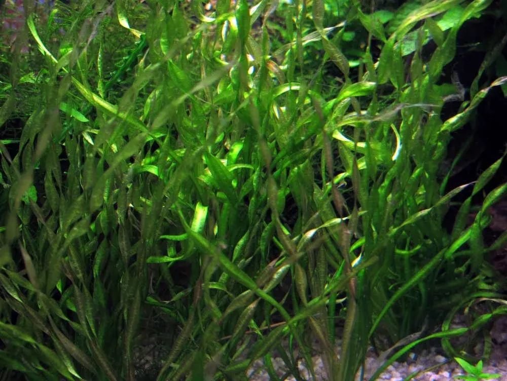 Helanthium Vesuvius (Echinodorus Vesuvius) — Bunch