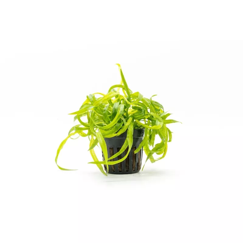 Helanthium Vesuvius (Echinodorus)