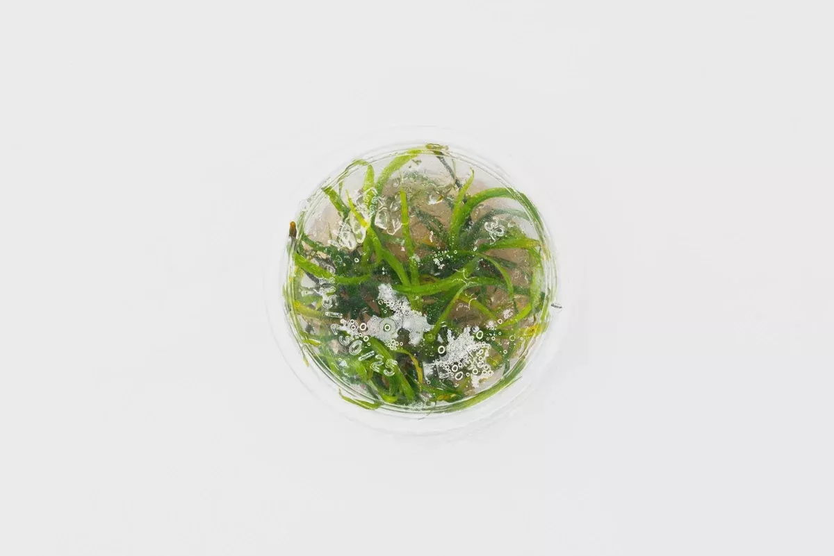 Helanthium Vesuvius — Tissue Culture