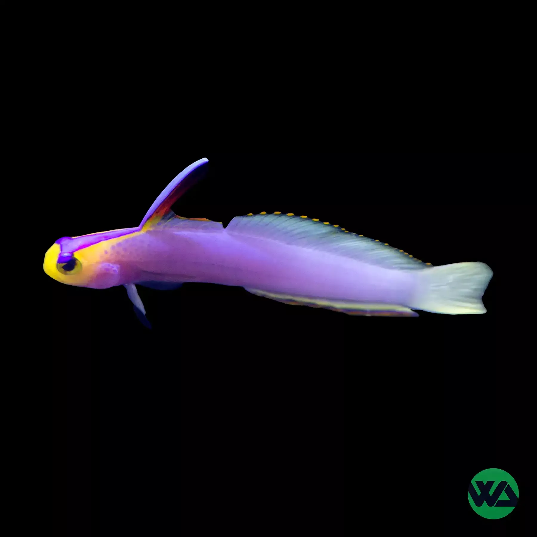 Helfrichi Firefish Goby (Nemateleotris helfrichi)