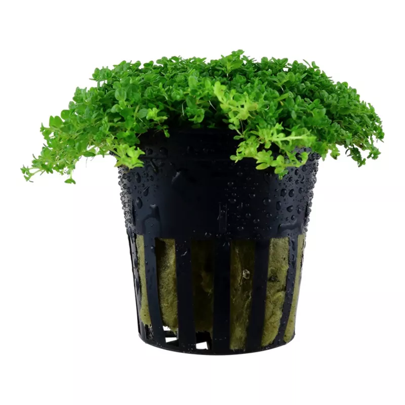 Hemianthus callitrichoides ‘Cuba’ – Tropica