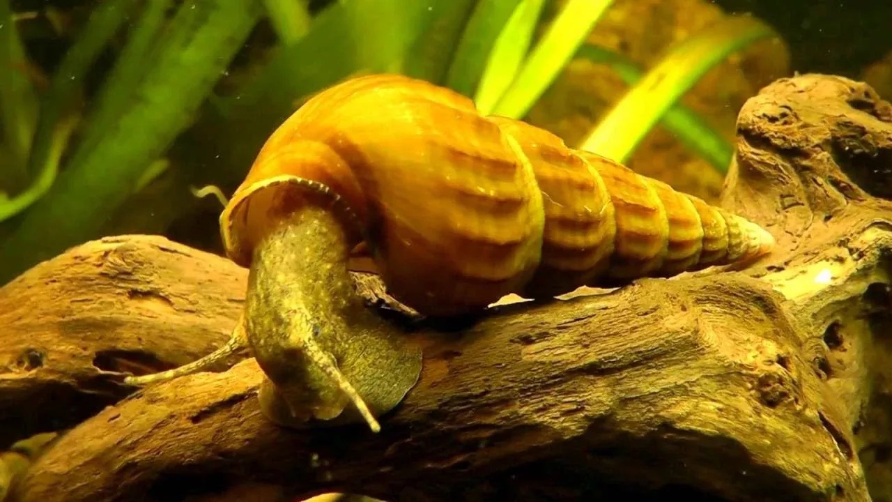 Hercules Snail