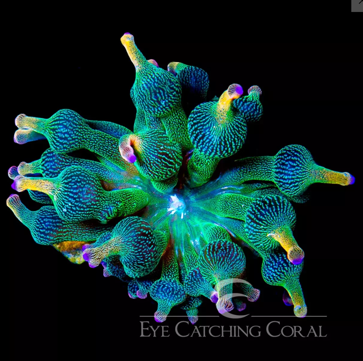 Holy Grail Bubble Tip Anemone 2”