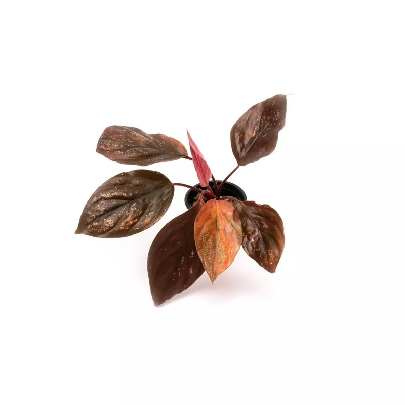 Homalomena Insignis