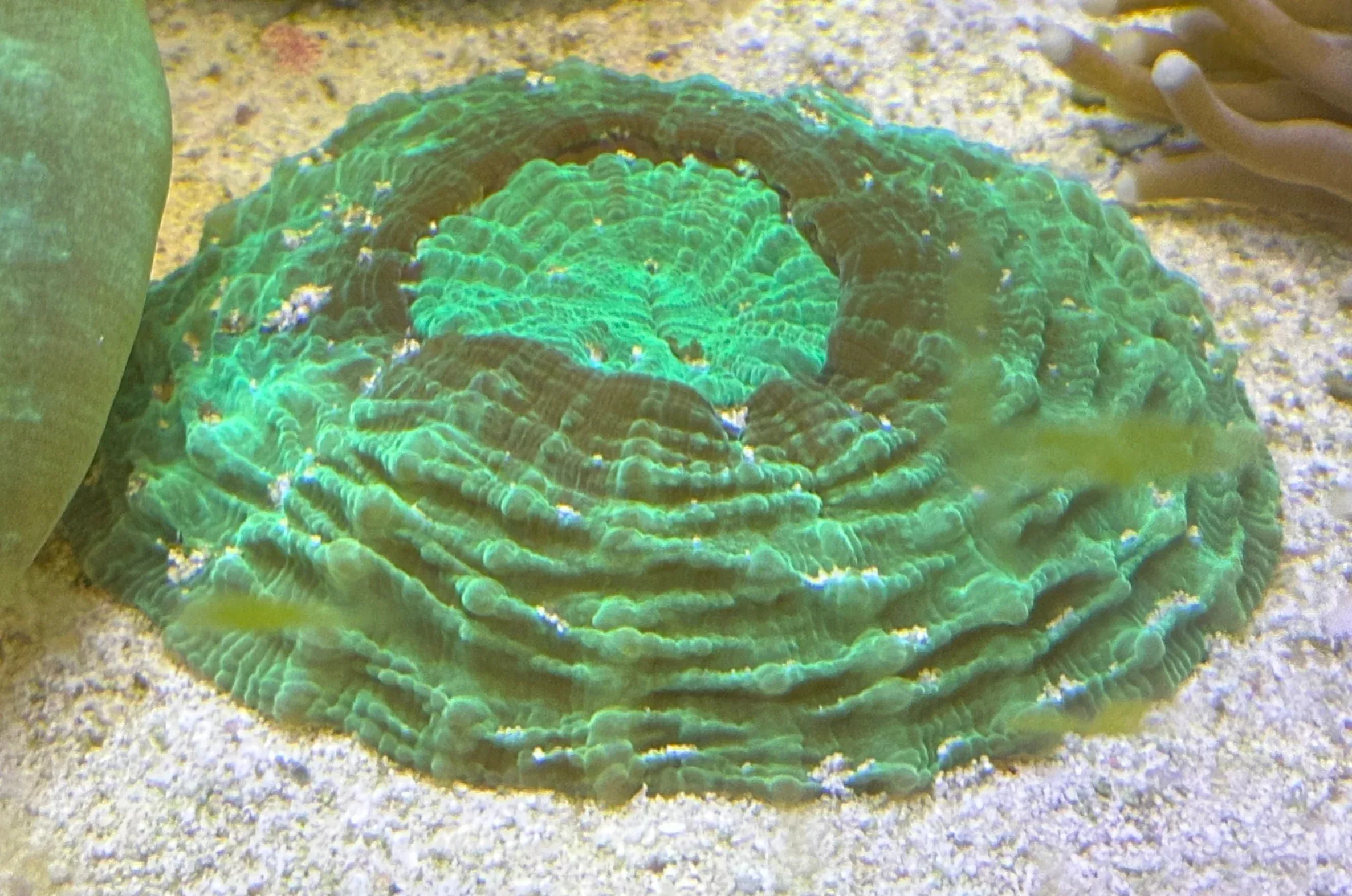 Huge 5″ acanthophyllia – WYSIWYG