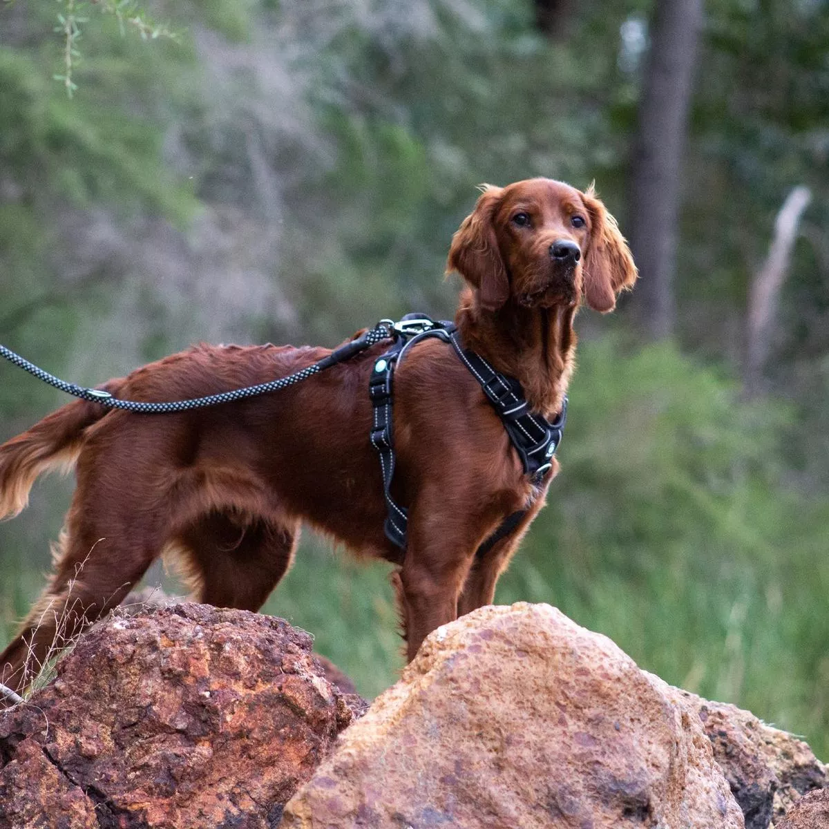 Huskimo Ultimate Harness