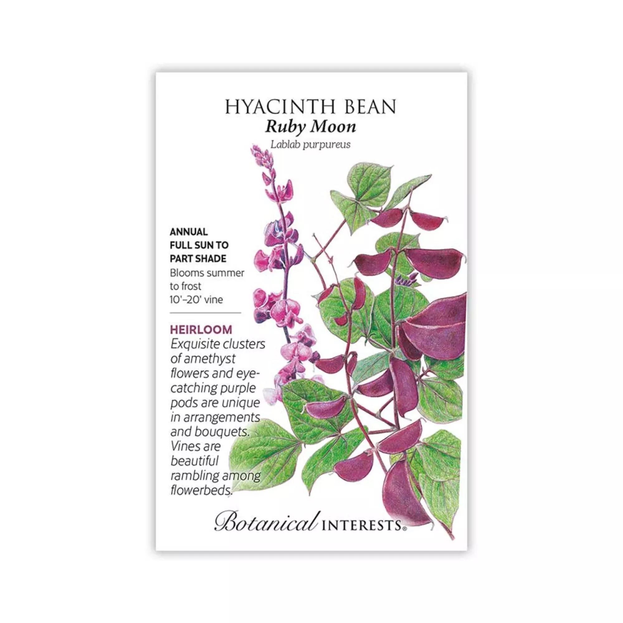 Hyacinth Bean Ruby Moon