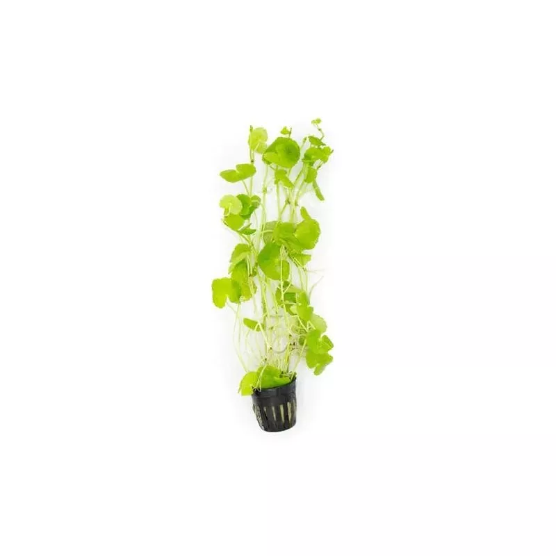 Hydrocotyle Leucocephala (Brazilian Pennywort)
