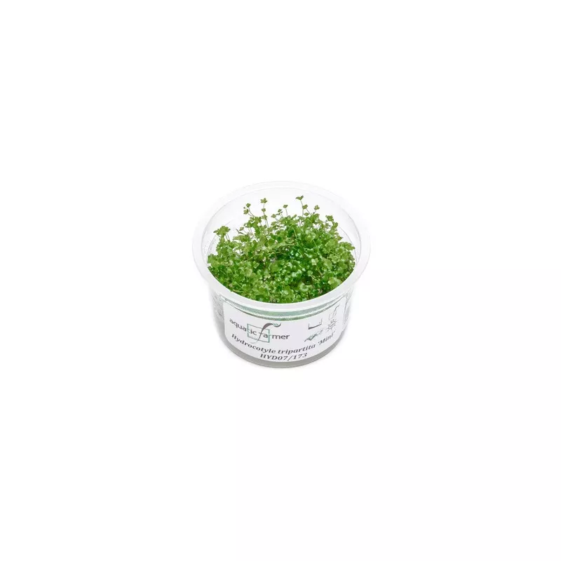 Hydrocotyle Tripartita Mini Aquatic Farmer Tissue Culture