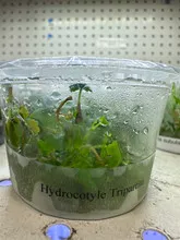 Hydrocotyle Tripartita 'Mini' — Tissue Culture