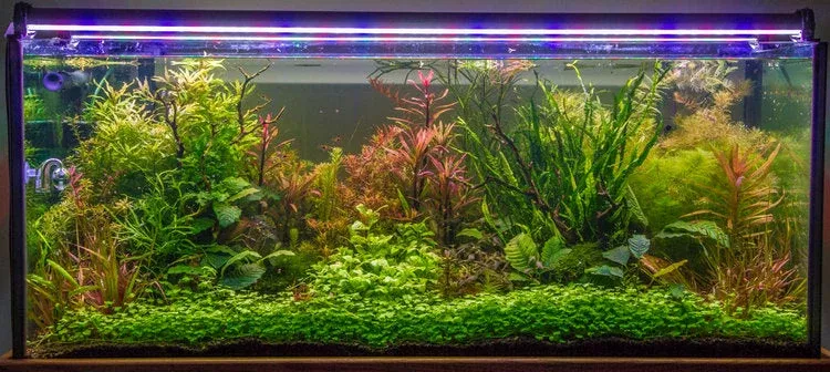 Hydrocotyle Tripartita 'Regular' — Mat