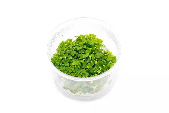 Hydrocotyle Tripartita 'Regular' — Tissue Culture