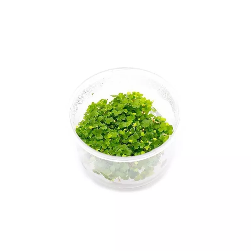 Hydrocotyle Tripartita UNS Tissue Culture