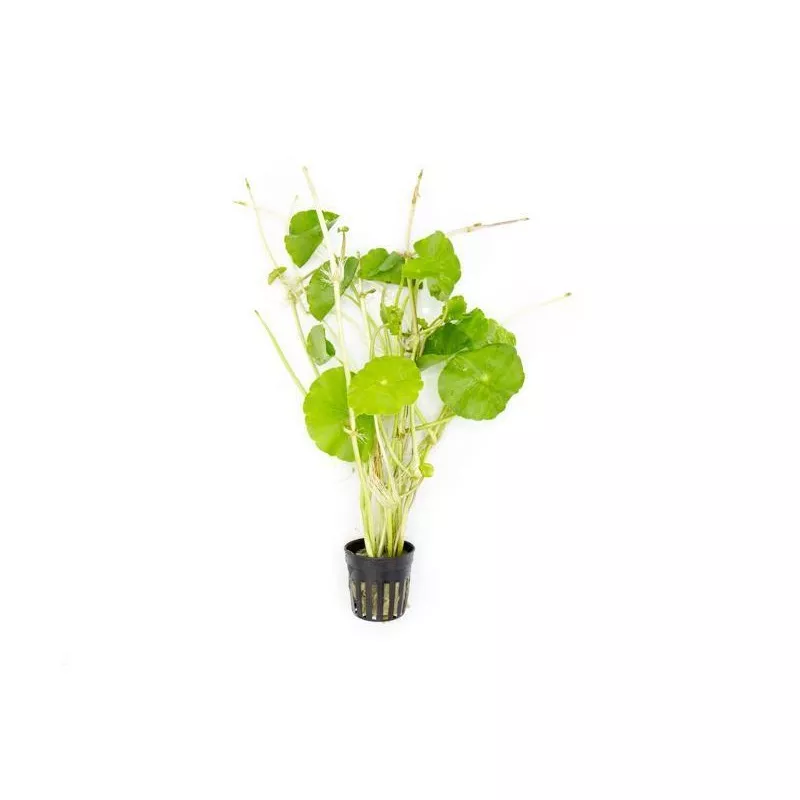Hydrocotyle Verticillata