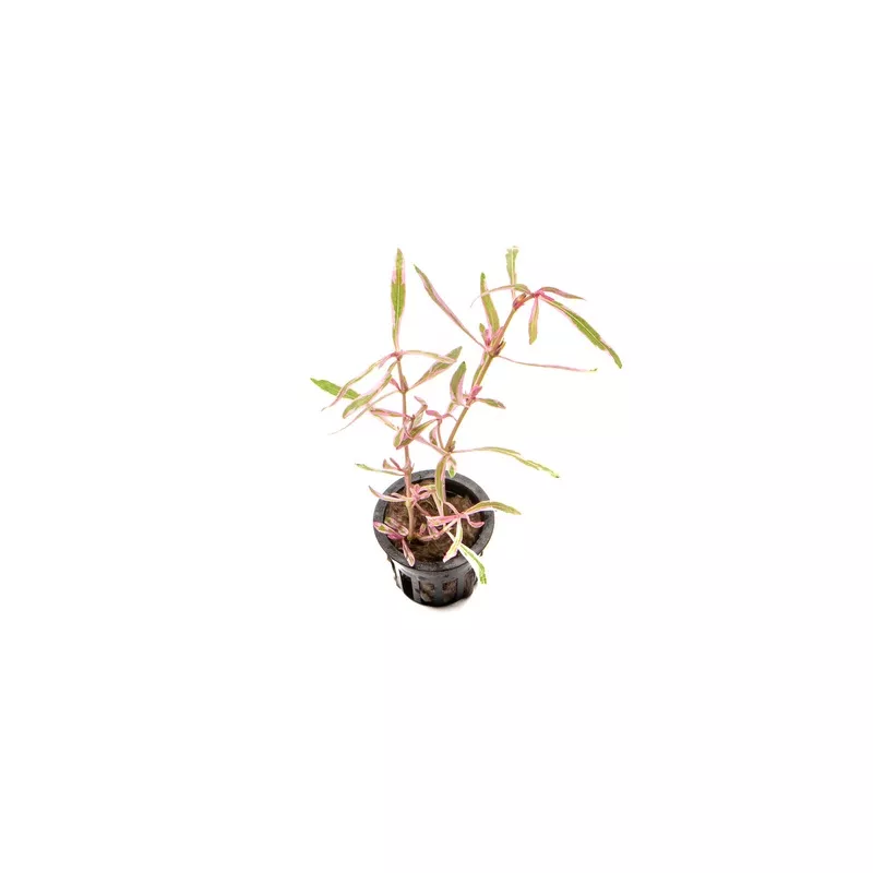 Hygrophila Lancea ‘Araguaia’ Sp Chai