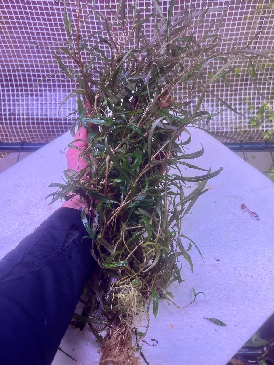 Hygrophila Lancea ‘Araguaia’