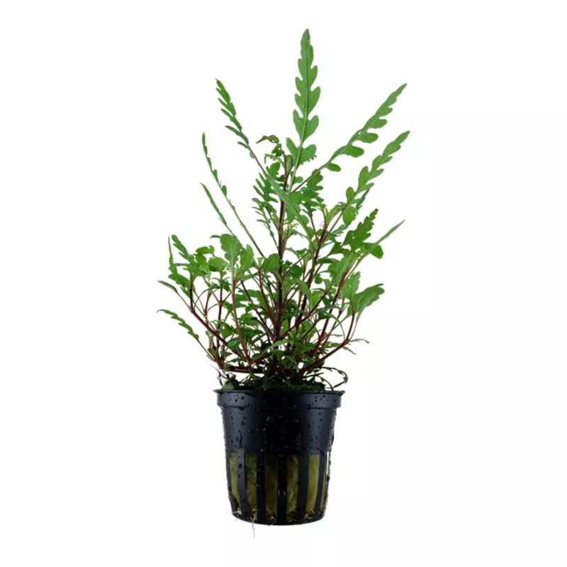 Hygrophila pinnatifida – Tropica