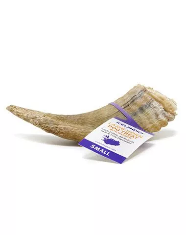 Icelandic+ Small Lamb Horn with Marrow Dog Treat