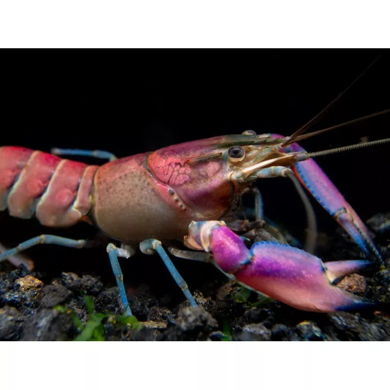 Imperial Purple Crayfish (Cherax alyciae)