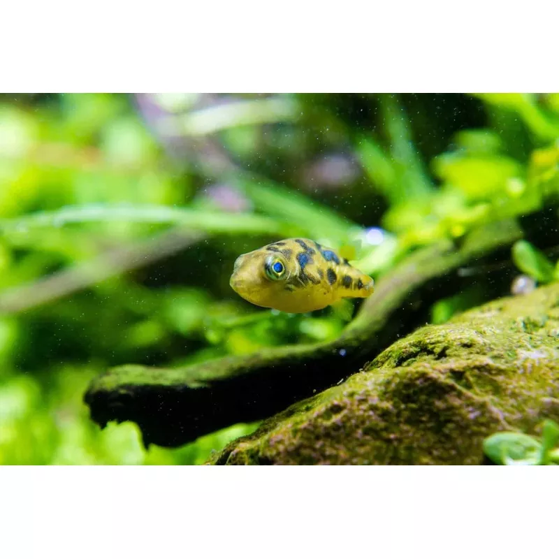 Indian Dwarf Pea Puffer
