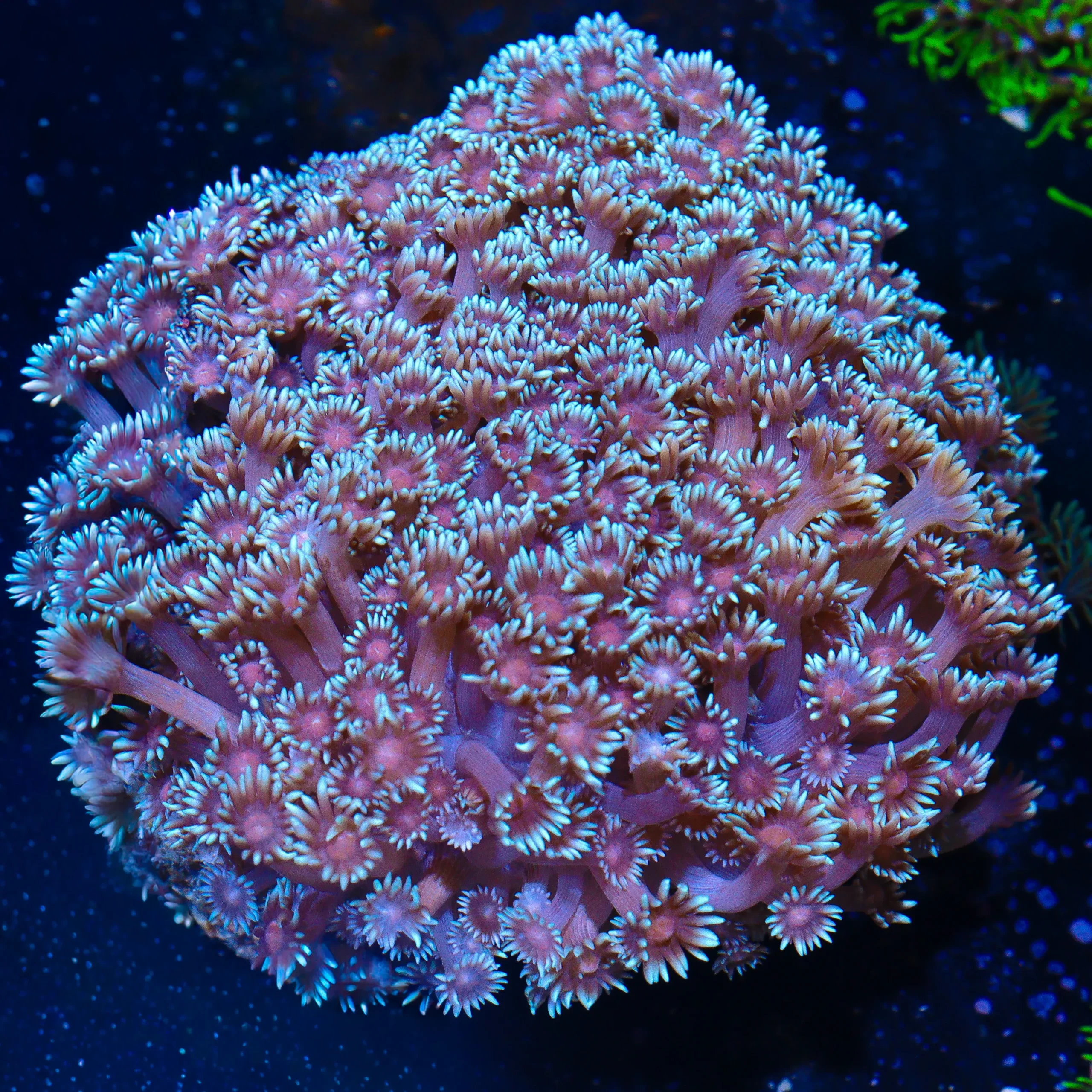 Indo Color Center Goniopora