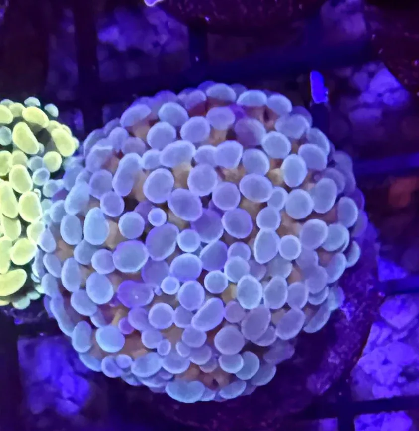 Indo Yellow Stem with Colored Tip Branching Hammer Frag – per head