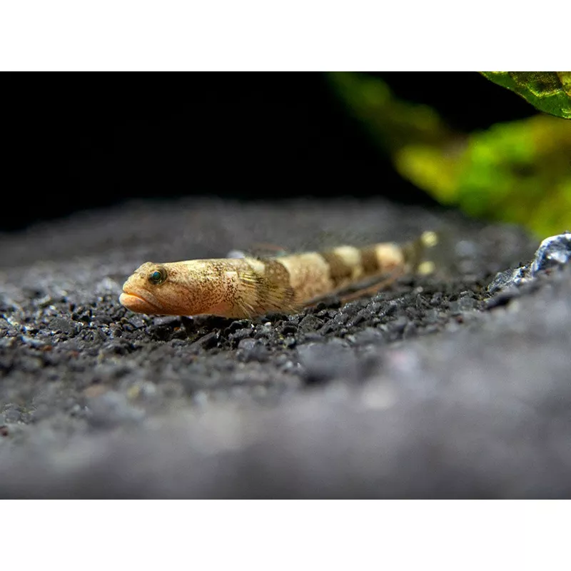 Indonesian Dragon Micro Goby (Schismatogobius risdawatiae)
