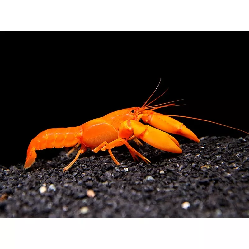 Irianto Red Crayfish (Cherax snowden)