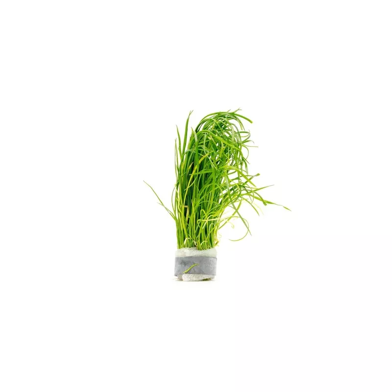 Isoetes Velata Var. Sicula