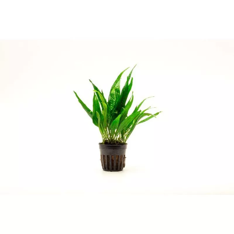 Java Fern Black Forest