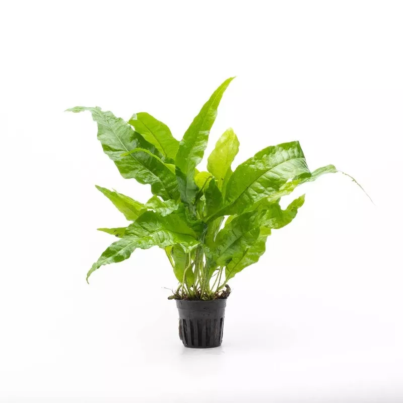 Java Fern Broad Leaf