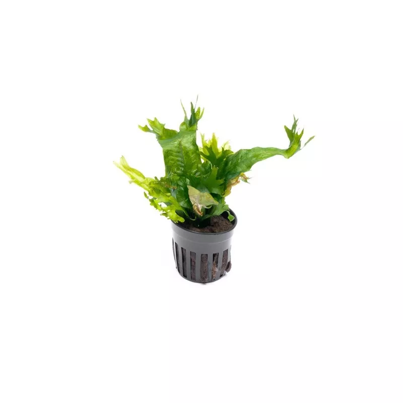 Java Fern Coral