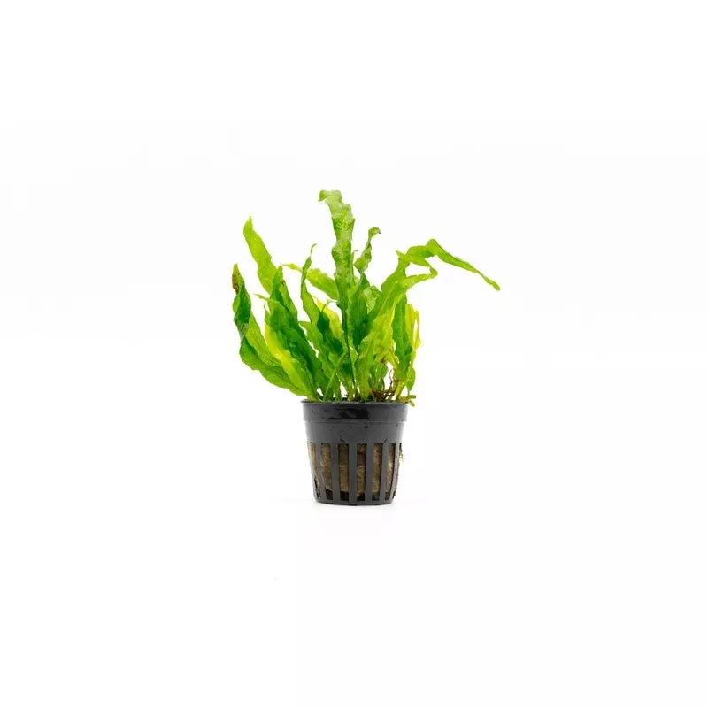 Java Fern Flaming