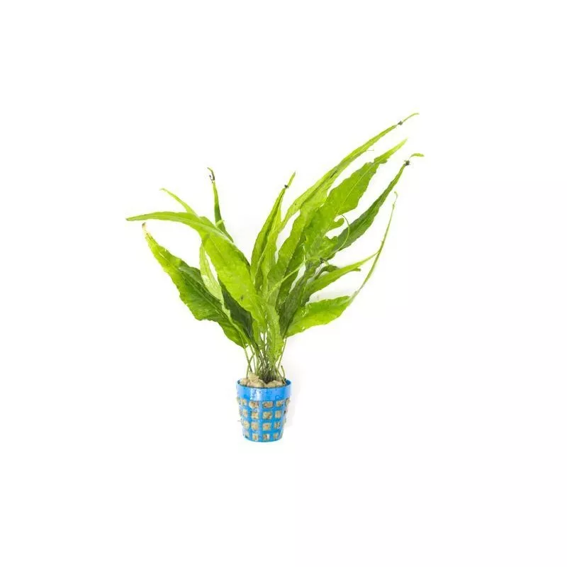 Java Fern Kiat
