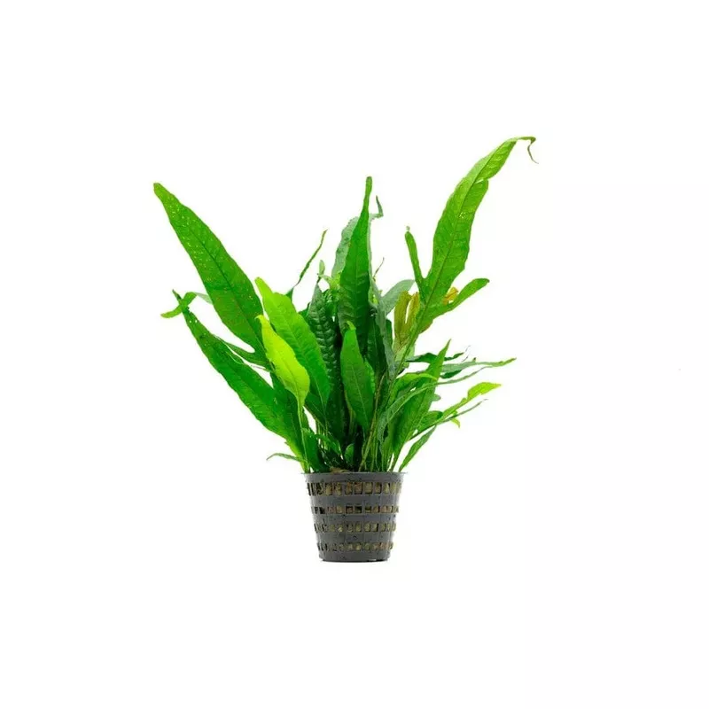 Java Fern Mother Pot