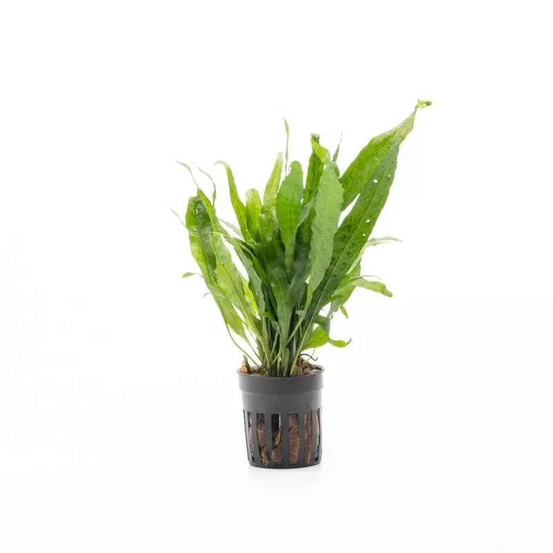 Java Fern Narrow