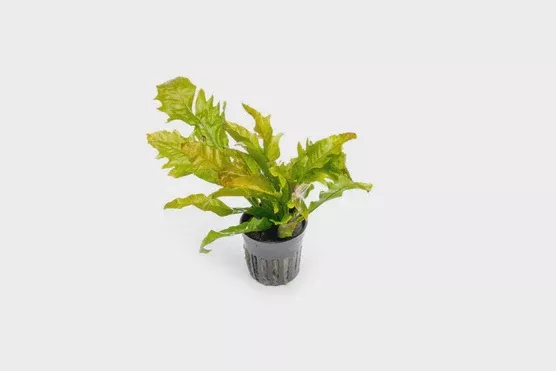 Java Fern Sunrise — Mat