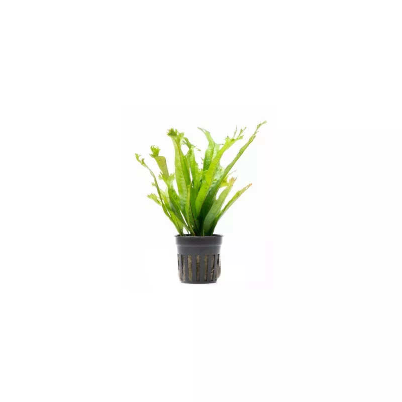 Java Fern ‘Thor’s Hammer’