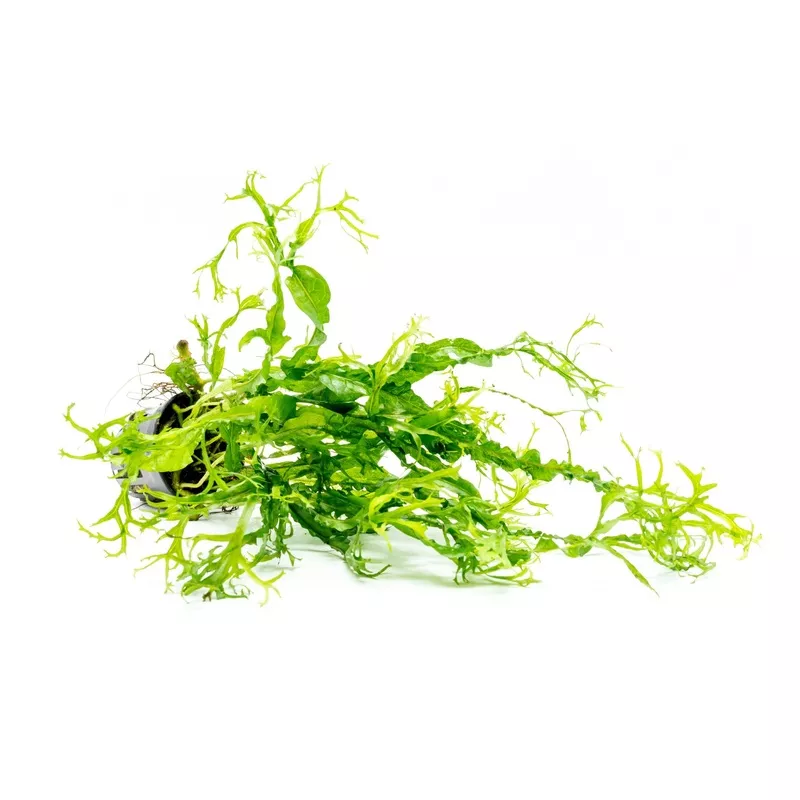 Java Fern Windelov Twisted