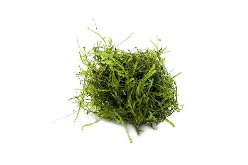 Java Moss — Portion (Vesicularia Dubyana)