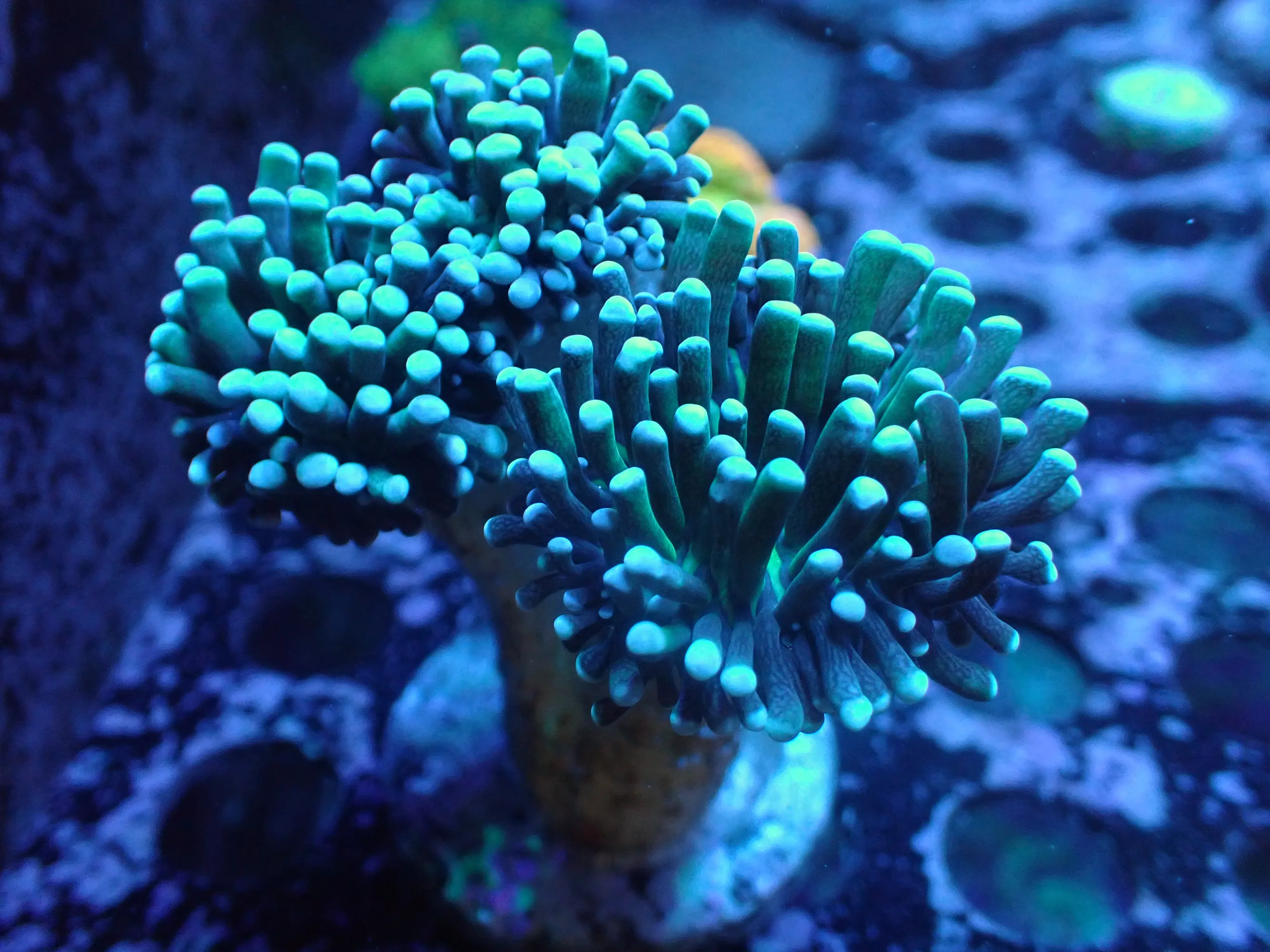 JRA Multicolor Torch 3H Splitting 7/10/24 ended