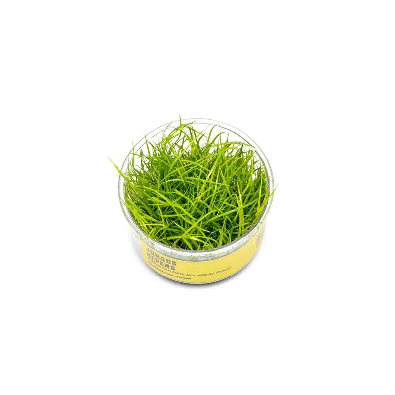 Juncus Repens UNS Tissue Culture