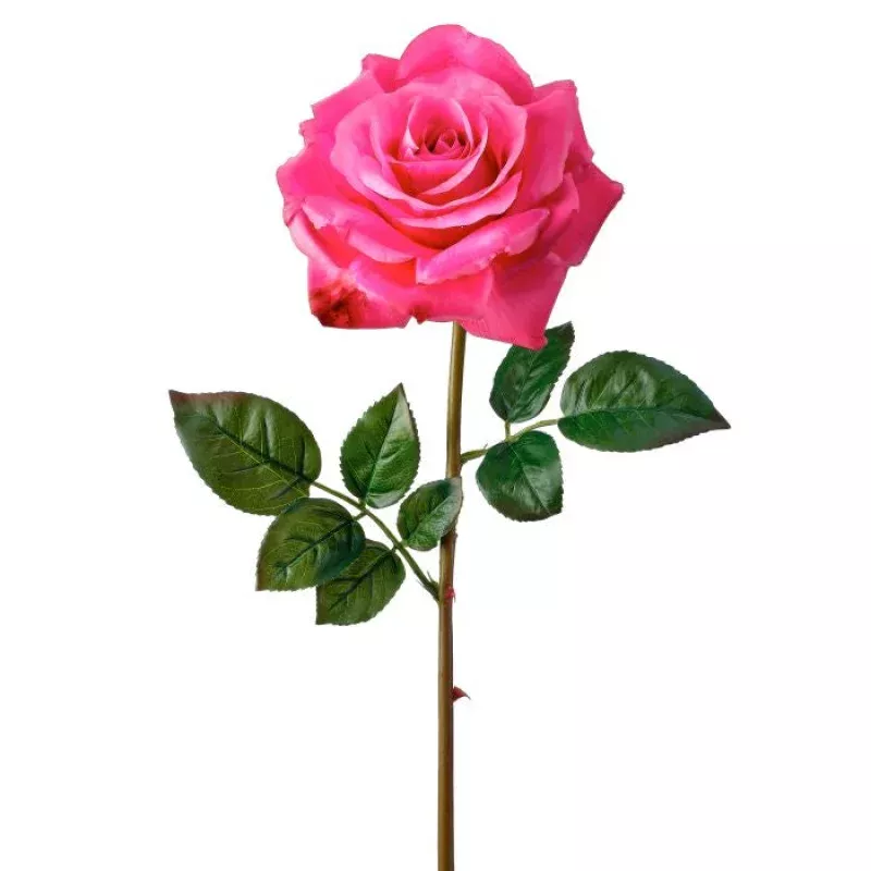 Just Cut Open Garden Rose 27|Fuchsia&Hot Pink