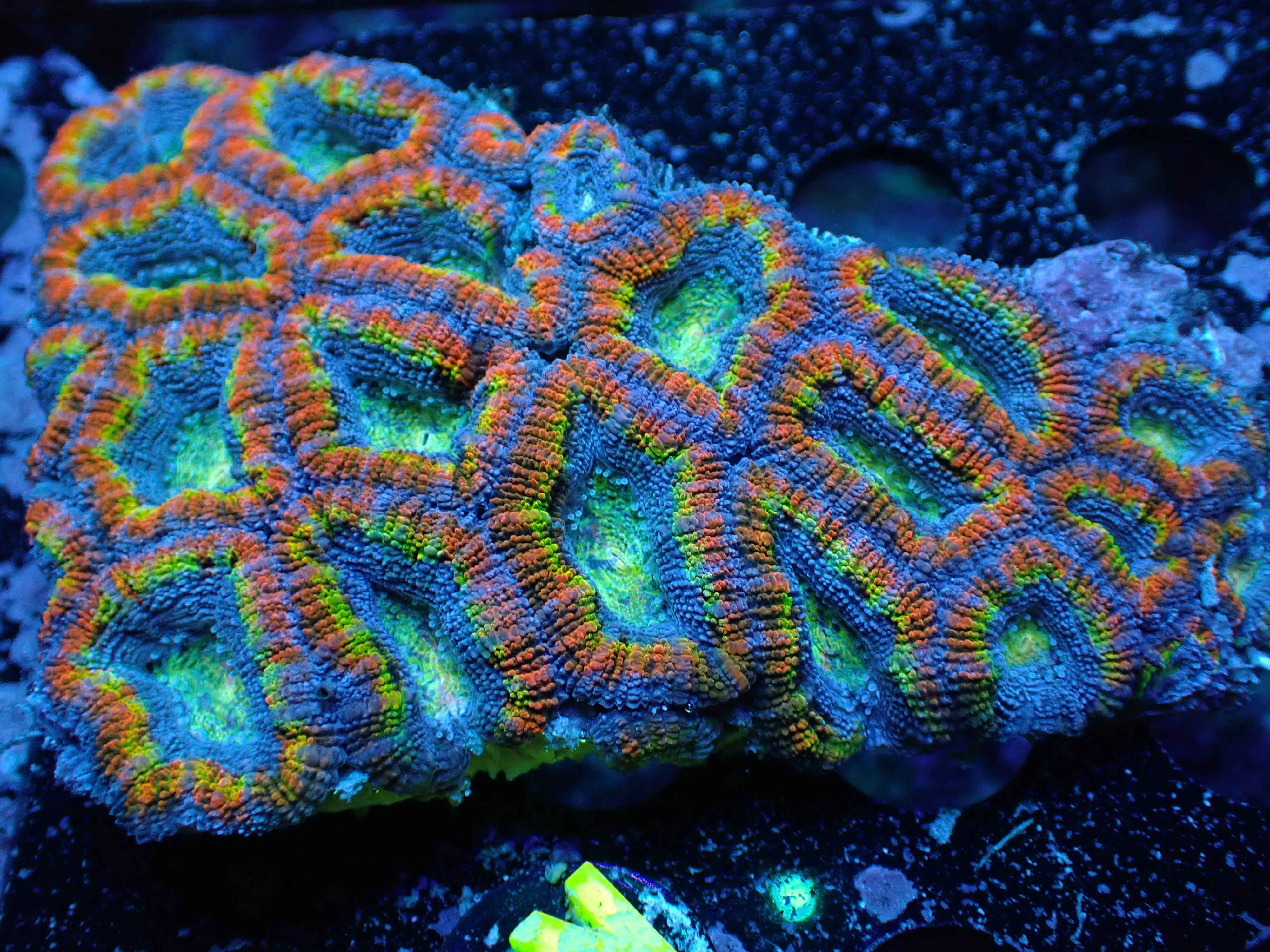 K4 7/3/24 JRA Rainbow Ring Acan Colony ended