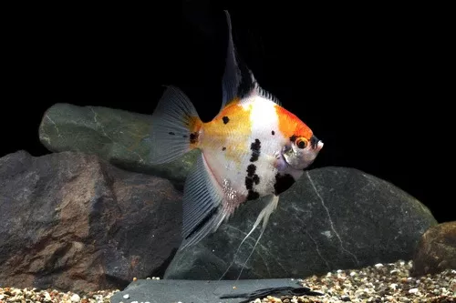 Koi Angelfish Med
