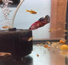 Koi Betta (Female)